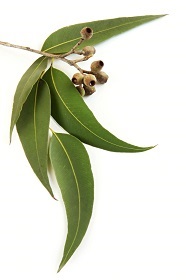 eucalyptus citronné