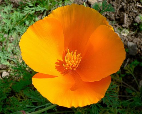 Escholtzia ou pavot de californie en pharmacie à marseille