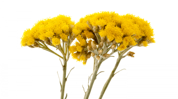 Hélichryse italienne, immortelle à marseille