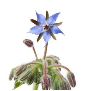 bourrache bio elusane