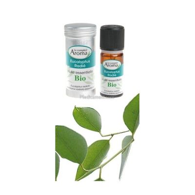 eucalyptus radiata comptoir aroma