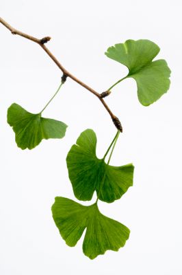 ginkgo biloba feuille bio