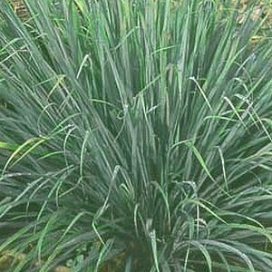 lemon grass plante