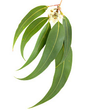 eucalyptus radiata